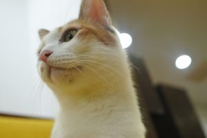 菊池ママねこ停-1