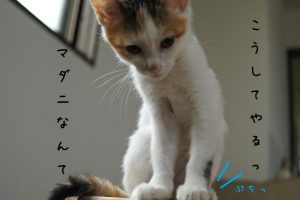 マダニなんて